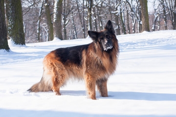 German Shepherd in the winter forest