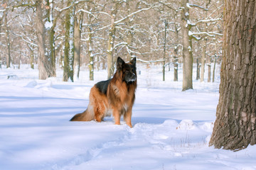 German Shepherd in the winter forest...