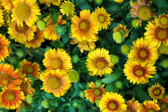 Different Color Flowers Stock Photo Adobe Stock