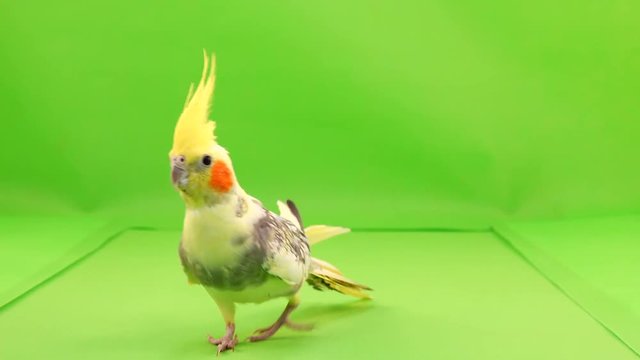 Corella parrot runs along the path to the camera on a green screen.
