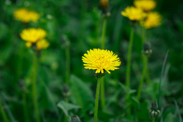 Yellow dandelion on a background of green grass. Spring and summer background. Element of design.