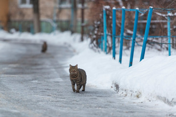 Stray cat on the winter city streets