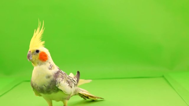 Corella parrot is walking along the path to the camera on a green screen.