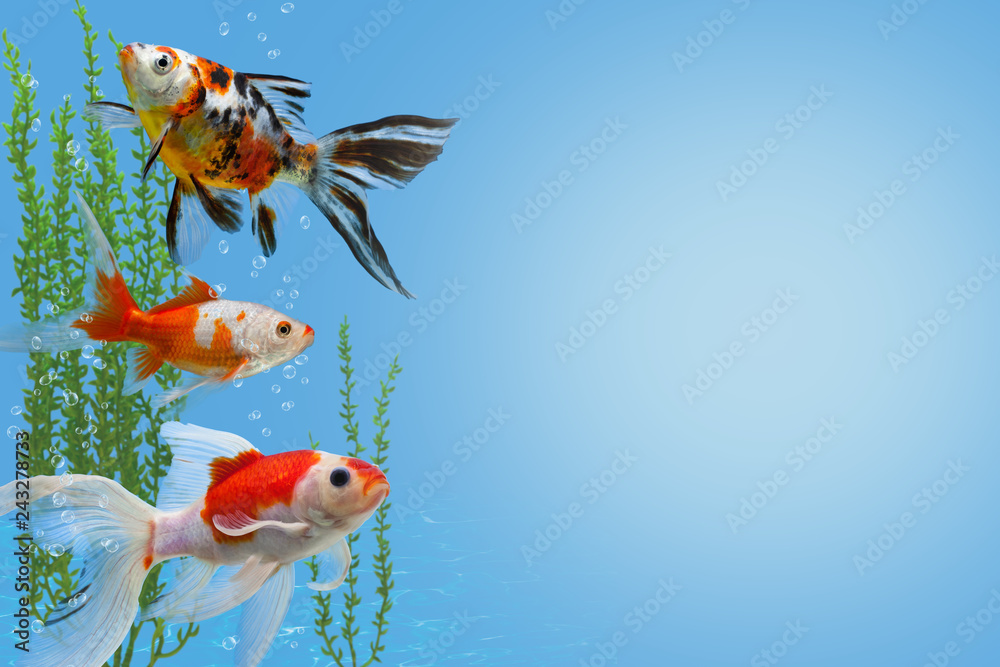 Wall mural underwater scene with three colorful gold fishes, water plants and bubbles, collage with aquarium go - Wall murals