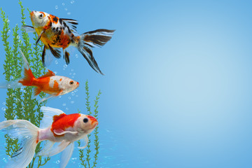 Underwater scene with three colorful gold fishes, water plants and bubbles, collage with aquarium goldfish on blue background with copy space, fish tank with decorative carassius gibelio forma auratus