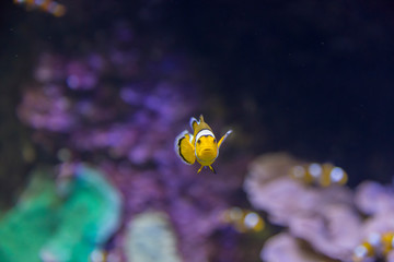 Clown fish in an aquarium