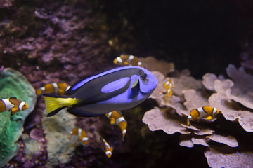 Fototapeta na wymiar Blue and yellow fish, surrounded by clown fishes in an aquarium