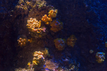 Naklejka na ściany i meble anemone corals