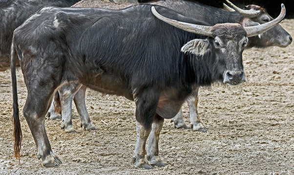 Asiatic water buffalo. Latin name - Bubalus bubalis	