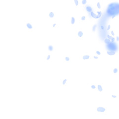 Dark blue flower petals falling down. Tempting rom
