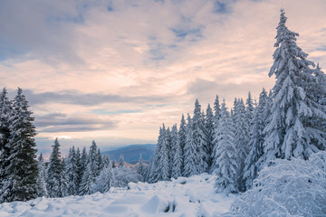 Forest pine trees in winter covered with snow in evening sunlight.