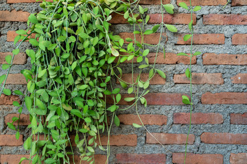 Dischidia nummularia (Asclepiadaceae) and the brick wall