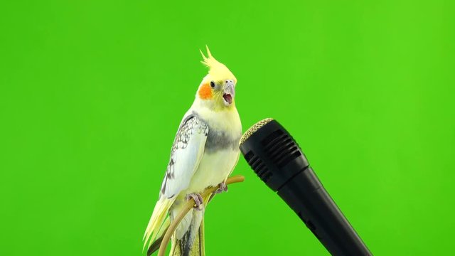 Corella parrot sings into a microphone on a green screen