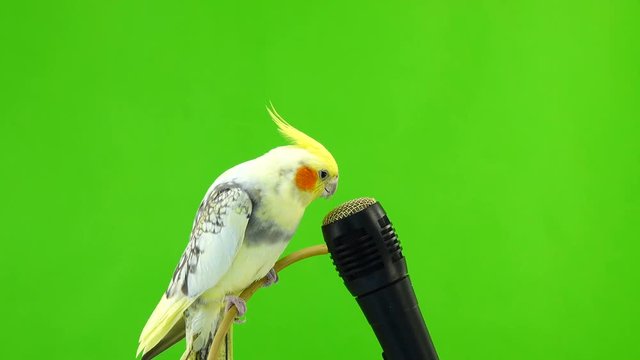 Corella parrot sings into a microphone on a green screen