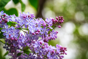 Lilac branch, beautiful purple color. Blurred background from behind. spring green background. Natural spring background.