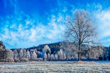 Obraz premium frozen landscape