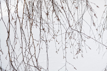 branches of a tree in winter