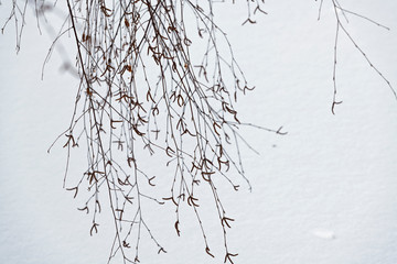 branch of a tree in winter