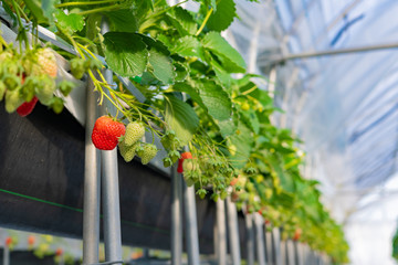 いちご農家のビニールハウス