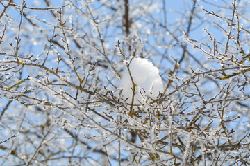 Natural background. Winter landscape. A trees in the snow.