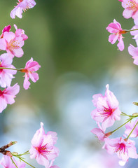Beautiful cherry blossoms sakura tree bloom in spring over the garden, copy space, close up.
