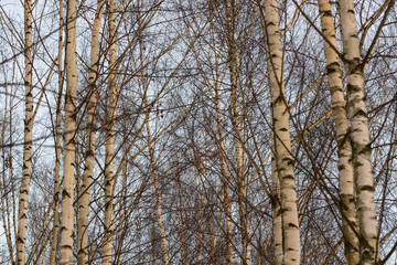 Obraz premium trees and sky
