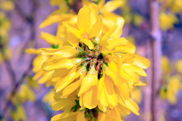 Arabesques of forsythia flowers in a garden