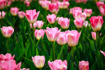 Beautiful tulips in the garden. Bright red flowers. Spring and summer background. Background for social networks. Natural spring background.
