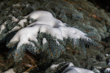 Layer of snow on branches of spruce with hoar-frost.