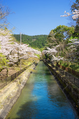 春の山科疏水