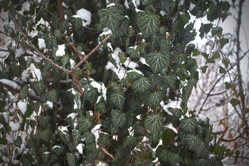 Ivy in snow