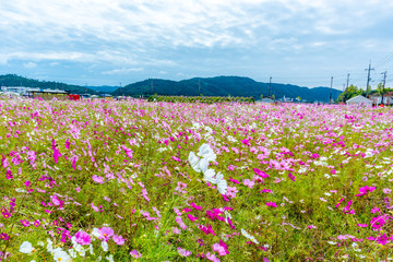 京都のコスモス畑
