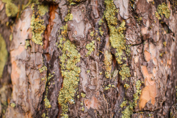 Close up Old Tree surface For background image. macro image of bark texture with moss and cracks.