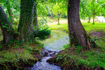 Obraz premium Sunny meadow with water stream and ivy covered trees.