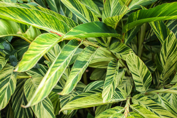 Fresh tropical leaves texture natural background. striped tropical foliage in selective focus