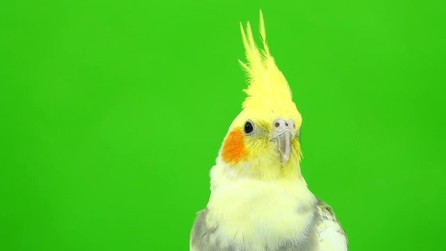 portrait of a parrot corella on green screen