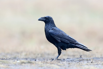 Close-up photo of a raven standing on the ground in rainy weather