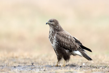 Close-up portrait of a common buzzard sitting on the ground in the pouring rain