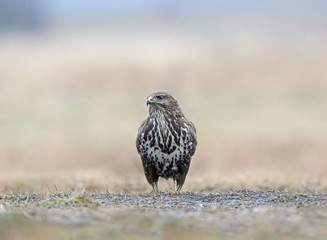 Close-up portrait of a common buzzard sitting on the ground in the pouring rain