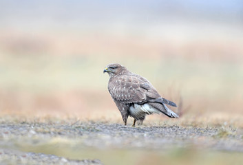 Close-up portrait of a common buzzard sitting on the ground in the pouring rain