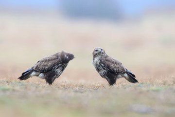 Close-up portrait of a two common buzzard sitting on the ground in the pouring rain