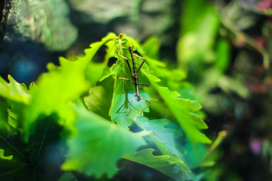 Stick insect on a leaf in the rainforest understory. Close up Stick insect on green oak wood leaves.