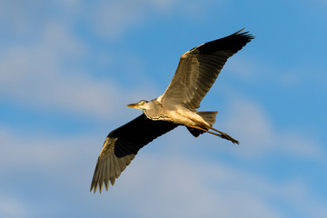 アオサギ飛翔(Grey heron)