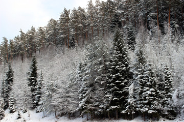Snow covered forest scenery