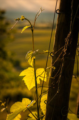 Weinlaub im Gegenlicht
