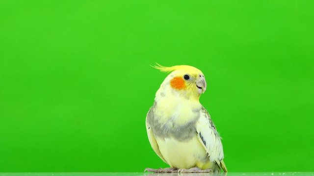 parrot corella speaks  isolated on green screen