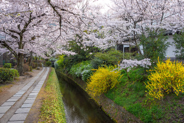 春の哲学の道