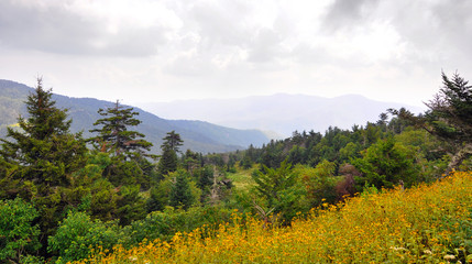Wildflowers and spruce-fir forest landscape along Blue Ridge Parkway in the Appalachian Mountains