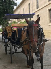 carruaje mezquita c&oacute;rdoba