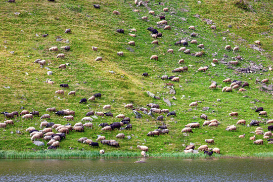 Flock of sheep grazing on a grass slope.
